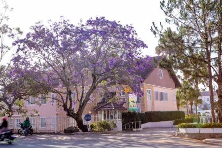 La Sapinette DaLat - 151