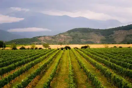 Shaloshvili's Cellar - 2