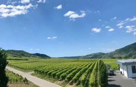 Weingut Gehlen-Cornelius - 81