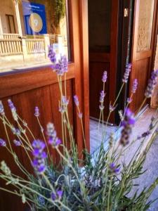 Le Strazzigne - 23