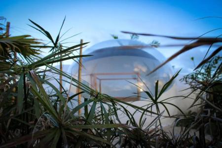 Green Land Bubble Glamping - 19
