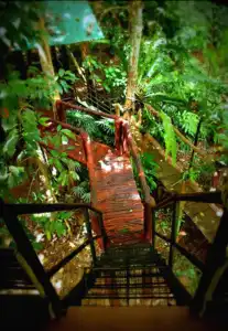 Khao Sok Tree House - 7