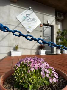 Scilla   - 28