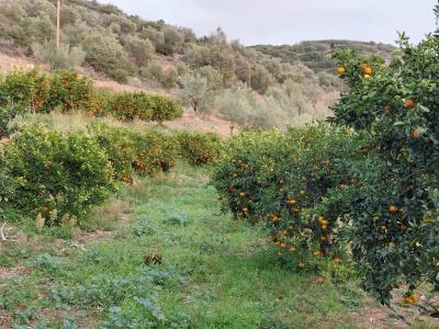 Perivoli Country & Retreat - 94