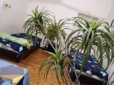Safary Hostel - 5