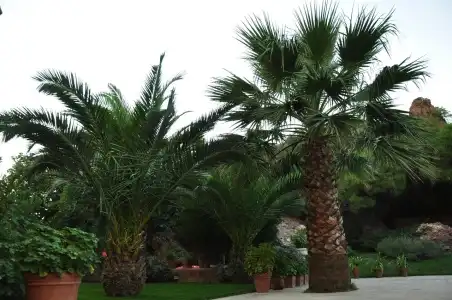 Palm Court Suites - 29