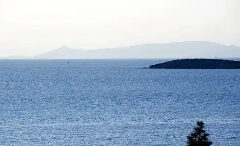Amarilia - 53