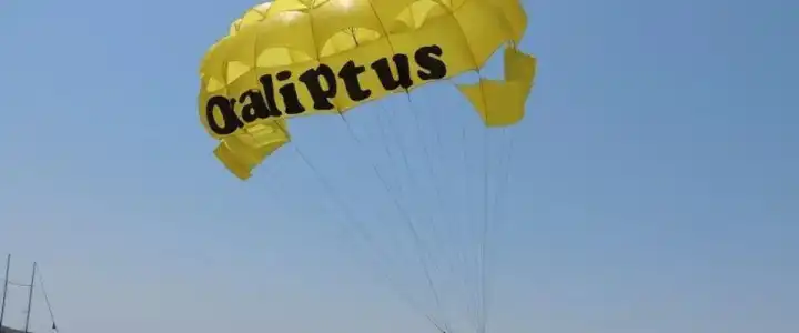 Okaliptus - 22