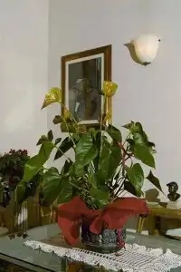 Verena - 10