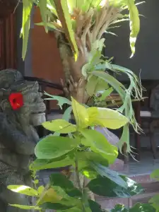 Hibiscus Cottages - 19