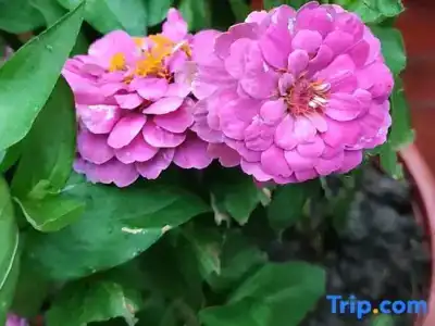 Yuhua Chunxiao Boutique Theme Inn - 31