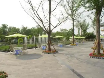 Xishu Forest - 10