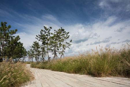 Nest, a Member of Designs - 28