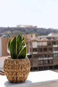 Enattica Suites - 100
