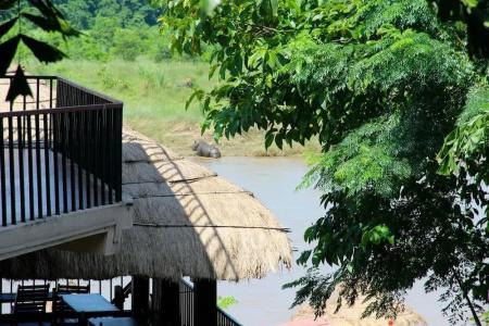 Jungle Wildlife Camp - 11