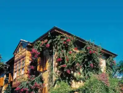 Begonville - 16