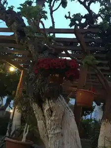 The Bunch of Grapes Inn - 4