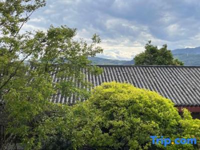 Conifer Lishui Sunlight - 31
