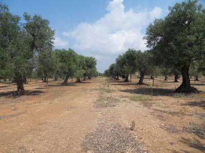 Dimore del Roseto - 12