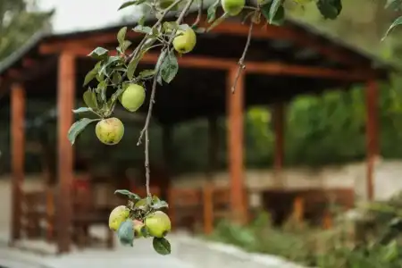 Guest House Dilijan Orran - 55