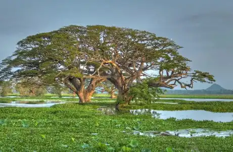 The Rain Tree - 17