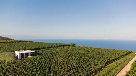 Tenuta di Castellaro Winery & Resort - 17