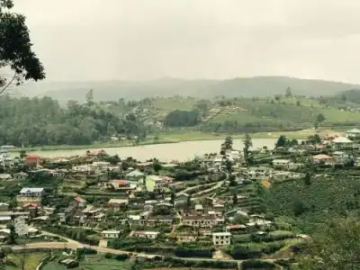 Single Tree - 11