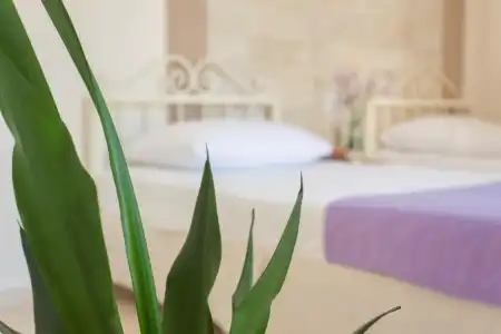 Le Palme - 56