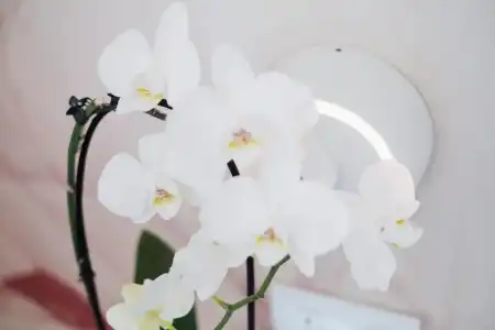 Stella d'Oro - 226