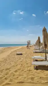 Tanoak - 9