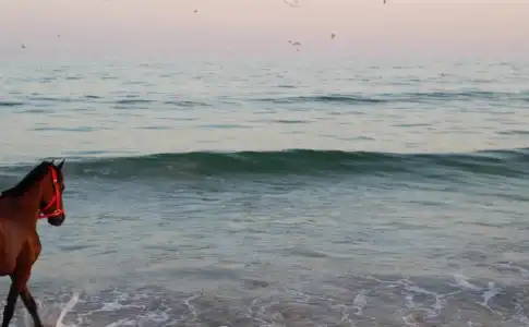 Beach Resort - Salalah - 23