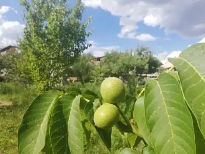 Gayane & Khikar B&B - 6