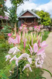 Family Huts - 73