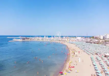 Paloma - 19
