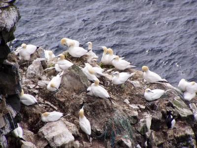 Guesthouse Lyngholt - 14