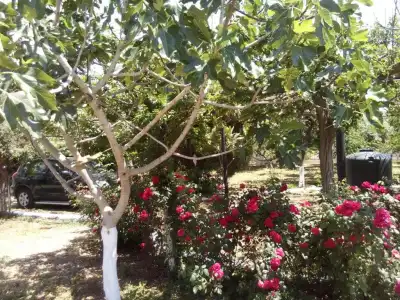 Akrogiali - 30