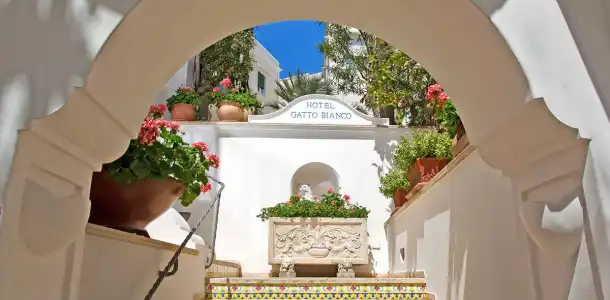 Gatto Bianco & SPA - 0