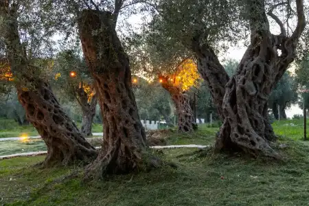 Mashtra The Olive House - 13