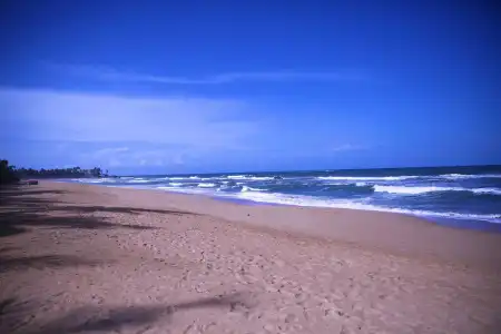 Whispering Palms - 12