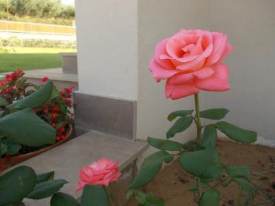 Villa Lauro Luxury B&B - 45