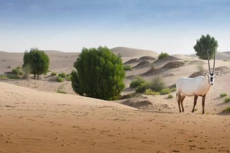 Telal Resort, Al Ain - 28