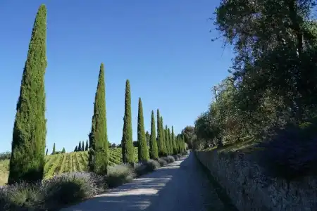 Dievole Wine Resort - 41