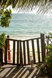 Kipepeo Lodge Zanzibar - 15
