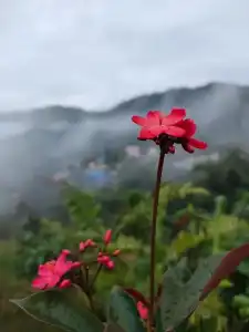 Khao Kho Tree Top - 25