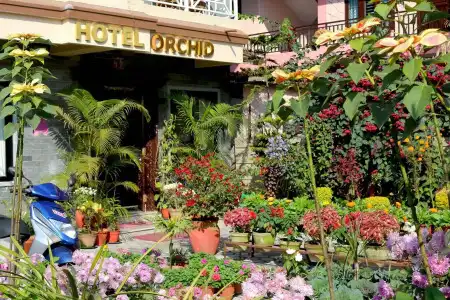 Orchid - 0