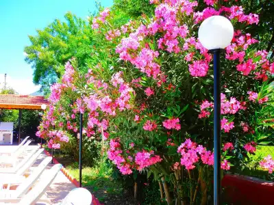 The Green Valley - 17