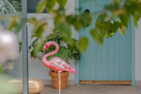 Baisha Flamingo - 17