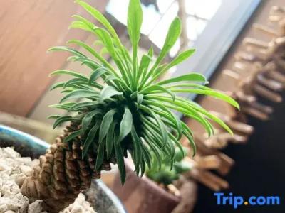 Cactus Inn / Vacation Stay 51551 - 73