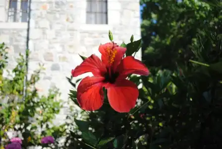 Eski Datca Pansiyon Cafe - 38