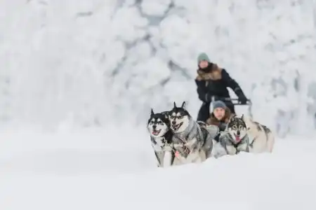 Wilderness Inari & Igloos - 21